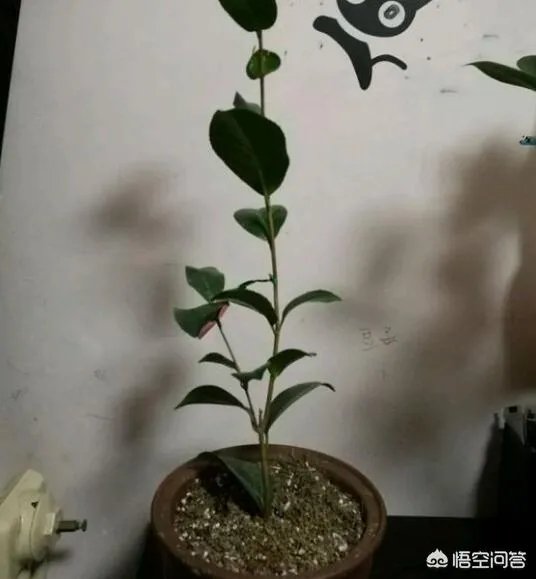 两年的小苗茶花怎么剪枝？