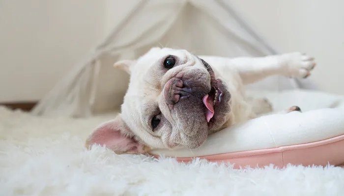 高铁能托运宠物吗 高铁能携带宠物吗