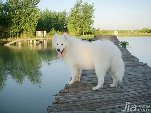 萨摩耶怎么养  饲养萨摩耶的十大要点