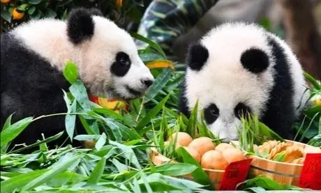 大连大熊猫跟游客击掌，大熊猫在动物园都有怎样的待遇？