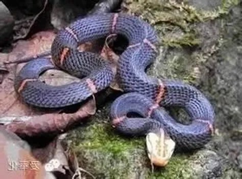 第一毒蛇竟在中国 至今无解药：被咬后会导致血液凝固