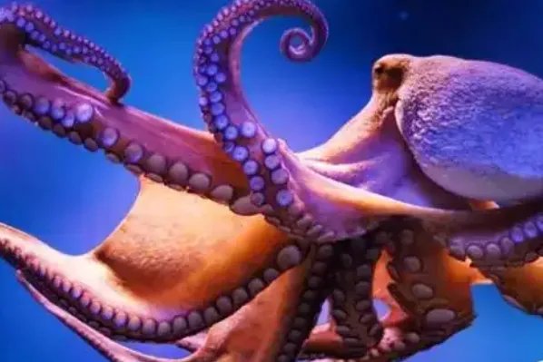 十大最大的海洋生物排名，第一是蓝鲸，虎鲸上榜