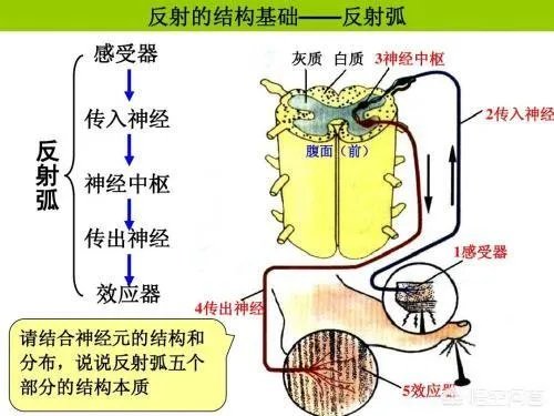 大脑科学如何解释“饥饿成怒”？
