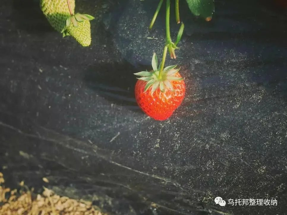 『原创』自己摘，自己动手做美味果汁！有独家秘方！