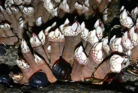 小伙海滨发现海滨一浮木 看到后直哆嗦(组图)