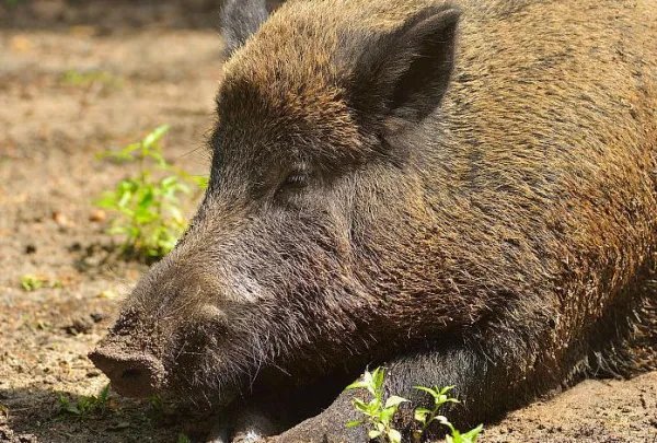 理塘男子被野猪攻击遇难，野猪成灾，伤人不断，为何仍要保护它？