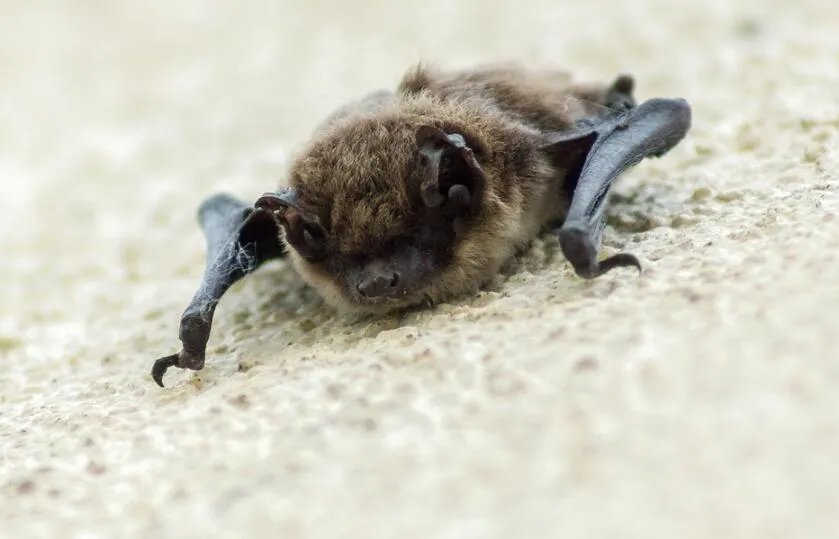 蝙蝠飞到家里是什么预兆  蝙蝠入屋有什么寓意