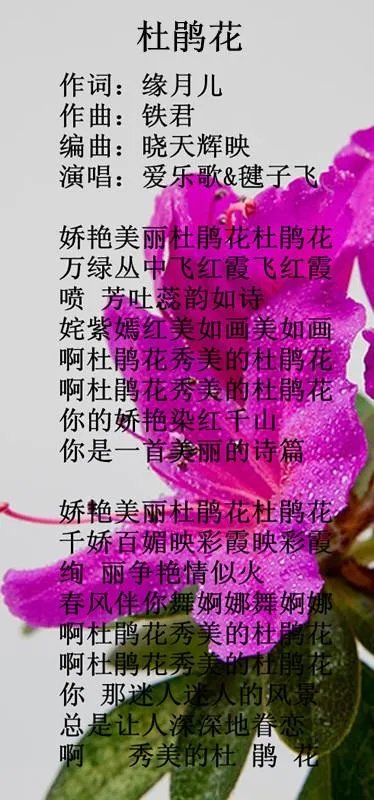 带你去看杜鹃花的歌词