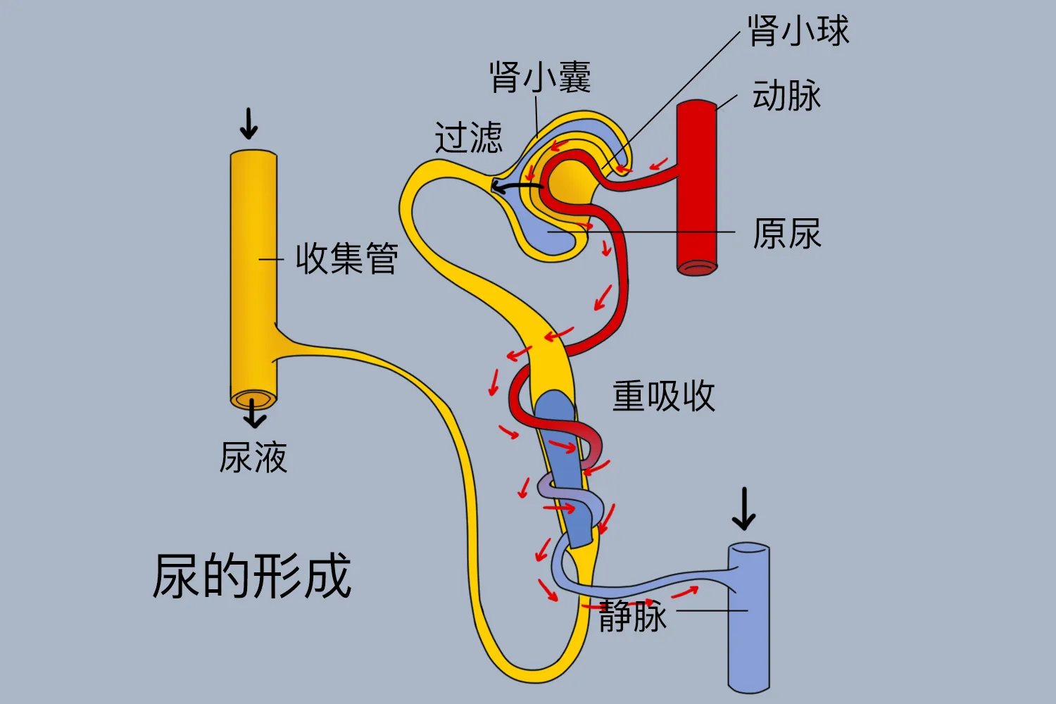 尿的形成过程示意图