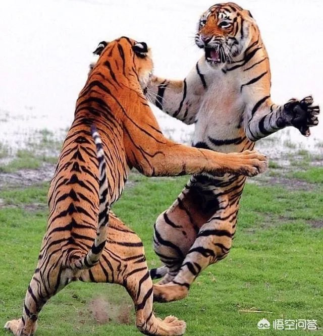 和老婆吵架，哄她她不理，真的不理她又说不关心她，该怎么办？