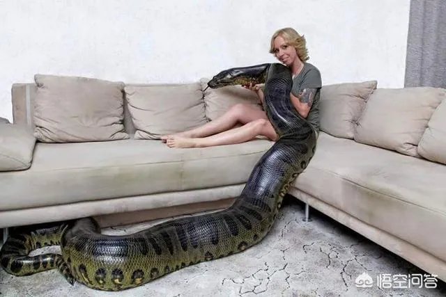 前几天出现的“三峡水怪”是什么，会是未知的生物吗？