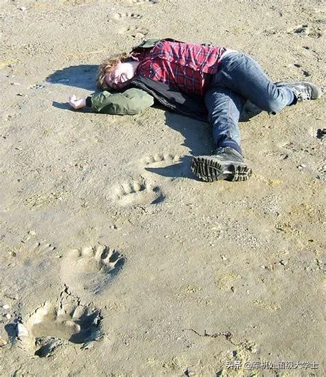 老虎和北极熊,谁更厉害?