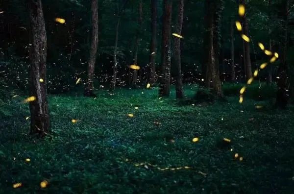 萤火虫在发光的时候也发热吗