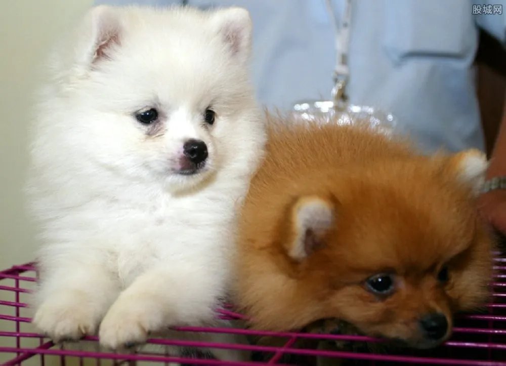 茶杯犬多少钱 世上最可爱的宠物！