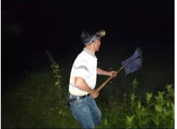 卖萤火虫年入百万是怎么回事?