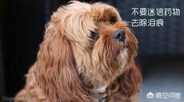 狗狗泪痕怎么解决?