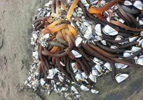 小伙海滨发现海滨一浮木 看到后直哆嗦（组图）