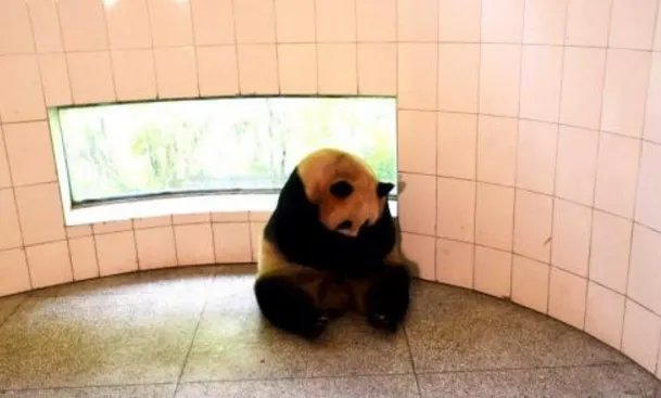 野外引种大熊猫“草草”产下龙凤胎后母子情况如何？