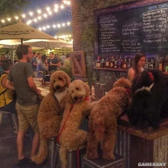 拥抱活的超大“泰迪熊”什么感觉?金贵宾犬萌爆