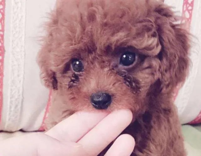 狗狗泪痕怎么解决?