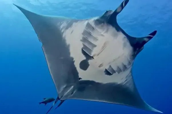 十大最大的海洋生物排名，第一是蓝鲸，虎鲸上榜