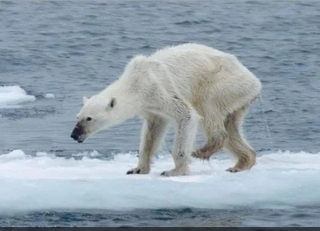 老虎和北极熊,谁更厉害?