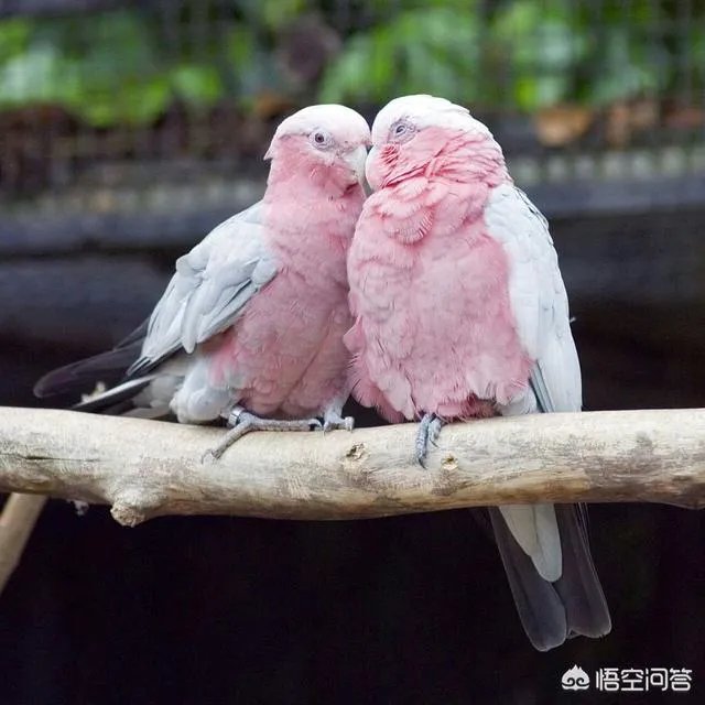 和老婆吵架，哄她她不理，真的不理她又说不关心她，该怎么办？