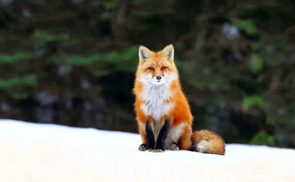 稀缺红狐为什么偏偏在大兴安岭出没，而不是其他地方？