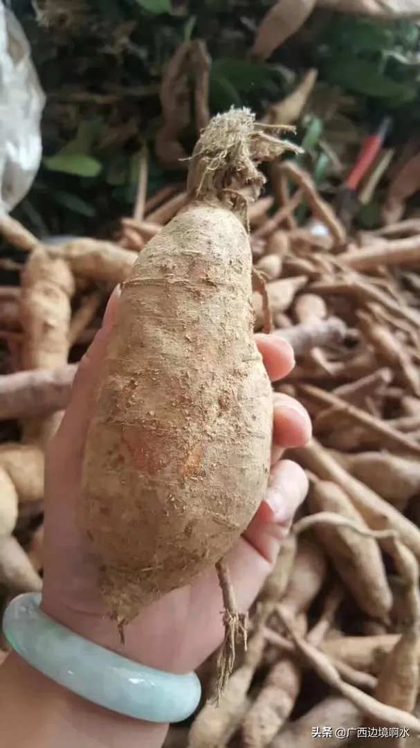 适合南方种植的懒人药材有哪些？