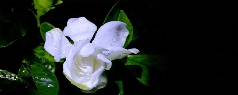 栀子花可以活多久时间 栀子花可以活多久