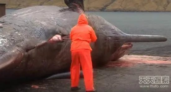 男子解剖香鲸 竟发生神奇一幕（画面吓人）