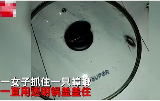 蟑螂被盖在锅盖下20天还活着吗？