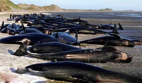 鲸鱼爆炸的原因 威力有多大，现象叫什么