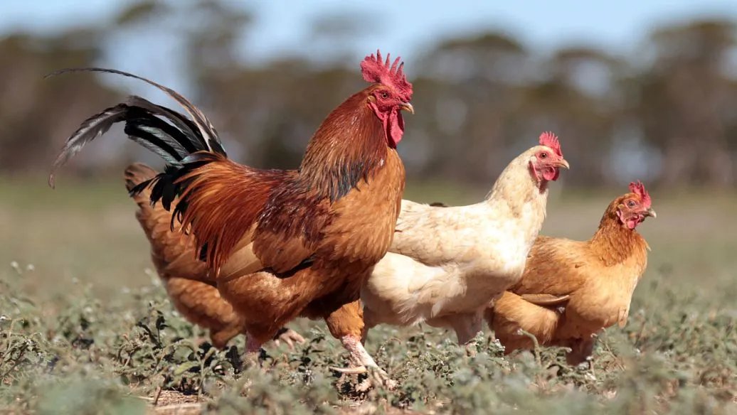 速成鸡事件影响