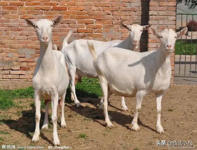 如何策划养殖3000头规模的奶山羊？