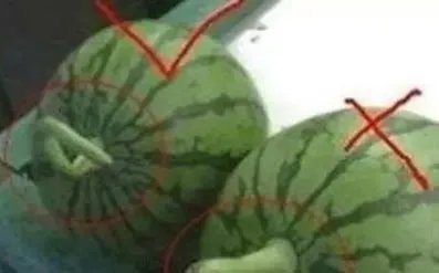 西瓜也分公母?原来我这么多年一直吃错了(组图)