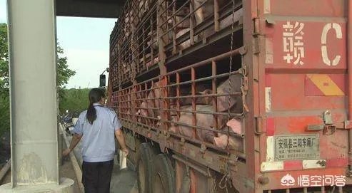 非洲猪瘟对猪价行情的影响有哪些？