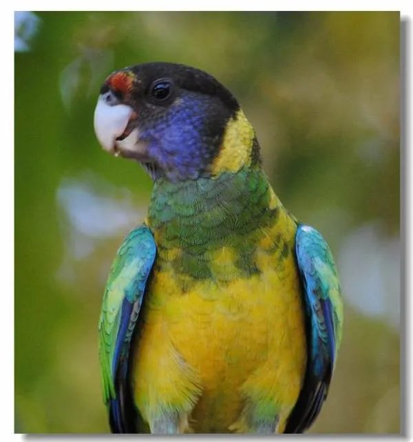 伯纳德氏鹦鹉的介绍