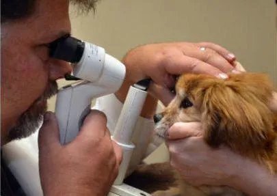 狗狗泪痕怎么解决?