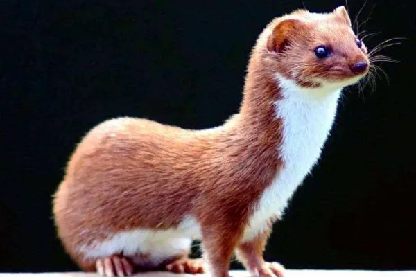 黄鼠狼为什么要拜月？