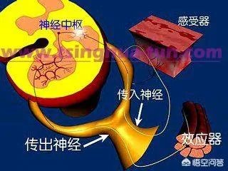 大脑科学如何解释“饥饿成怒”？