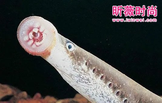 男子河中游泳意外发现这奇怪生物(图)