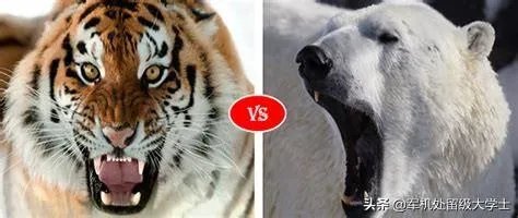 老虎和北极熊,谁更厉害?