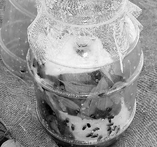 卖萤火虫年入百万是怎么回事?