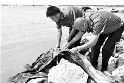 前几天出现的“三峡水怪”是什么，会是未知的生物吗？