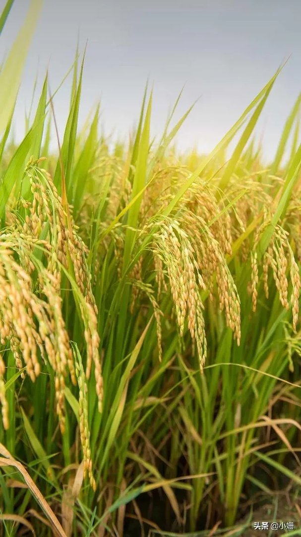 军训教官手抓学生剩饭当场吃掉，对此你有什么感想？