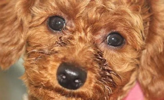 狗狗泪痕怎么解决?