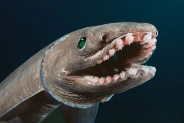 世界上十大罕见动物