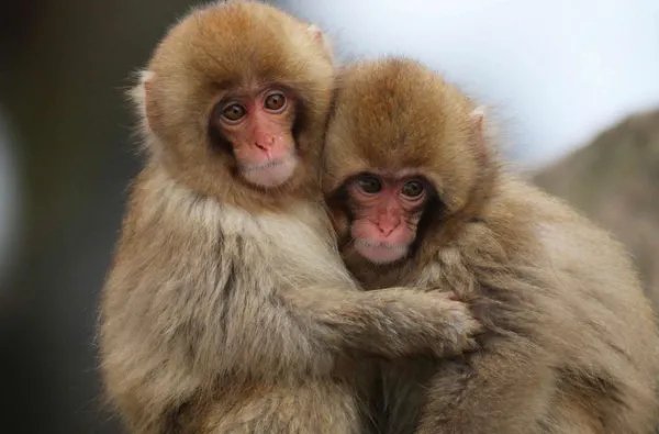 顺手牵羊代表哪个动物?