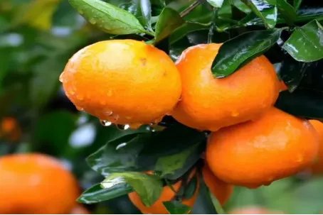 中国十大柑橘之乡是哪里